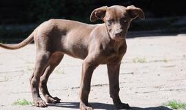 &quot;Būk mano draugas&quot;. Akyra (rado namus!)