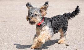 &quot;Būk mano draugas&quot;. Niujorkas (rado namus!)