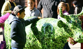 Į Ventspilį "Karvių paradas" keliauja per Palangą