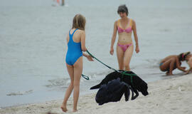 Kodėl šunims paplūdimyje  - ne vieta?