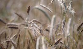 Laukiamas rekordinis grūdų derlius eksportuotojams - ne tik džiaugsmas, bet ir rūpesčiai