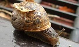 Nauji šnipai - vabalai ir sraigės