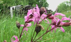 Briedis "nuvertė" vilkiką į griovį