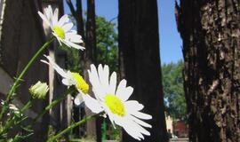 Anksti pradėjo savaitgalį - girtas padarė avariją