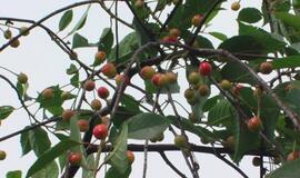 4,11 promilės: iš žvyrkelio į griovį