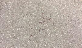 4,11 promilės: iš žvyrkelio į griovį