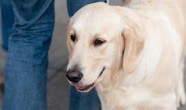 Retriveris šeimininkui atneša duonos ir keksiukų