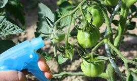 Fiziologiniai pomidorų sutrikimai