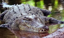 Kinijoje policija konfiskavo 3 tūkst. 600 krokodilų, kurie būtų panaudoti egzotiniams patiekalams