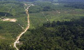 Mažėja saugomų tropinių miškų biologinė įvairovė