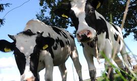 Snukio ir nagų ligos situacija Turkijoje negerėja