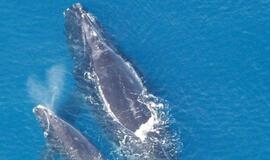 Banginių komunikacijai trukdo akustinis vandenynų triukšmas
