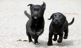 &quot;Būk mano draugas&quot;. Fendi ir Fiesta (rado namus!)