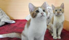 &quot;Būk mano draugas&quot;. Rūnis ir Ronaldo (rado namus!)