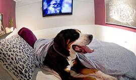 Nidos hostelyje lietuviai ir šunys nepageidaujami