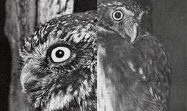 Parodą Smiltynėje lydės piknikas