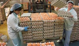 Paukštynai ruošiasi branginti produkciją