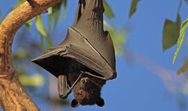 Peru džiunglių čiabuvius nuo pasiutligės paskiepija šikšnosparniai-vampyrai