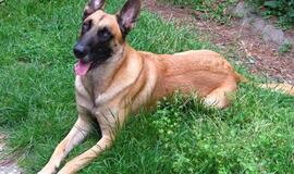 Tarnybinis šuo padėjo surasti daugiau kaip tūkstantį pakelių kontrabandinių rūkalų