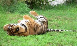 Indijos zoologijos sode brakonieriai subadė tigrą