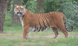 JAV zoologijos sode tigras užpuolė lankytoją