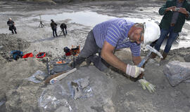 Nyderlanduose aptiktas prieš 68 mln. metų gyvenusio roplio skeletas