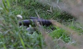 Iš Minijos ištraukė sprogmenis