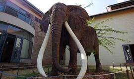 Rusų mokslininkai nori klonuoti mamutą