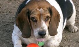 Skalikui suėdus 300 dolerių, kupiūras teko rinkti iš gabalėlių