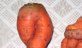 "Skinijos" sodų bendrijoje - linksmos morkų formos