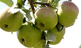 Soduose – geras obuolių derlius