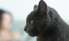 Už šunų ir kačių laikymą kol kas mokėti nereikės