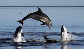 Delfinai gali išlikti budrūs dvi savaites