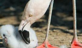 Japonija: ieškoma iš zoologijos sodo pasprukusio flamingo