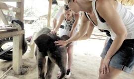 Kodėl gyvūnai sukilo prieš žmogų?