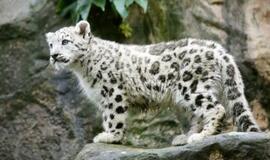 Mielos gyvūnų jauniklių nuotraukos didina darbo produktyvumą