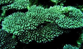 Per 27 metus Didysis barjerinis rifas neteko pusės koralų