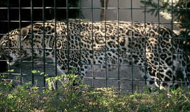 Po cirko pasirodymo leopardas užpuolė vaiką