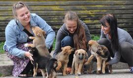 Vilniuje šunis galima vedžioti ir be antsnukių