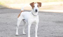 &quot;Būk mano draugas&quot;. Džekas