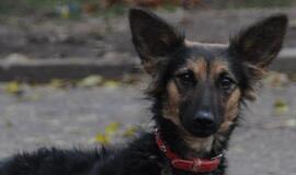 &quot;Būk mano draugas&quot;. Hesė