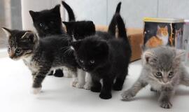 &quot;Būk mano draugas&quot;. Miauksintis penketukas