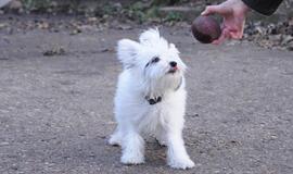 &quot;Būk mano draugas&quot;. Simba