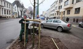 Liepų gatvėje sodinamos naujos liepaitės