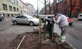 Liepų gatvėje sodinamos naujos liepaitės