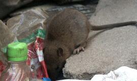 Šiauliuose rastas vyro lavonas apgraužta nosimi