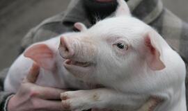Vaikiškame vežimėlyje Vokietijoje aptikta kiaulės galva