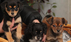 &quot;Būk mano draugas&quot;. Arletė, Arabeska ir Anaja