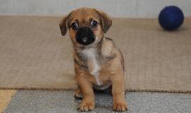 &quot;Būk mano draugas&quot;. Dulsinėja