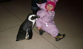 Kalėdų seneliui laiškus neš pingvinai